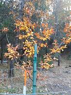 Yosemite Paradise Inn