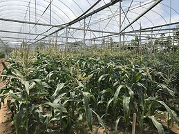 Blue Romance 2 Cameron Highlands