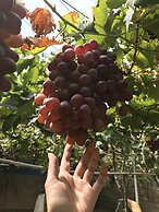 Blue Romance 2 Cameron Highlands
