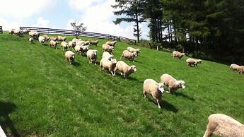 Green and Blue Hotel