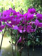 Xoi Homestay Ba Be Lake