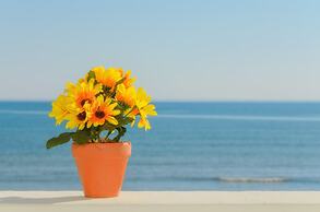 Sea View Studios & Apartments