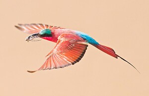 Caprivi Mutoya Lodge & Campsite