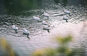 Dahongpao Resort Wuyi Mountain