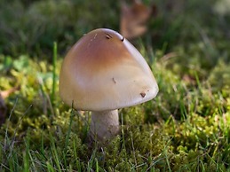 Rêves de Bois