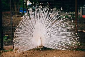 Usadba Skornyakovo-Arhangelskoye