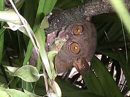 Island View Beachfront Resort