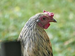 Hale Maluhia Country Inn