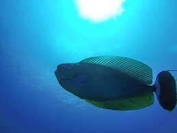 Rasdhoo Dive Lodge
