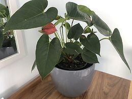 BlueSky Guest House Arniston