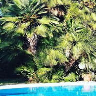 All'ombra del palmeto