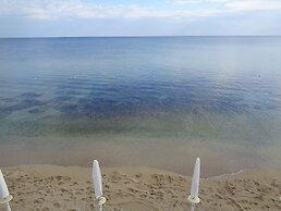 All'ombra del palmeto