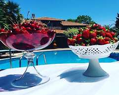 All'ombra del palmeto