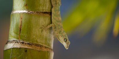 Reef View Pavilion Villas and Condos