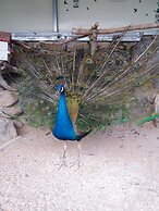 Forest of Color Pension