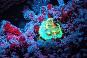 Sirru Fen Fushi Private Lagoon Resort