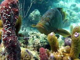 Beachfront at Windsong on the Reef