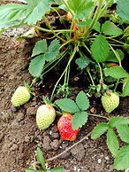 Yurt in Puyehue with Volcano Views