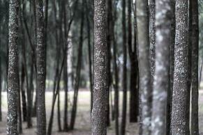 Thistle Hill Guest House