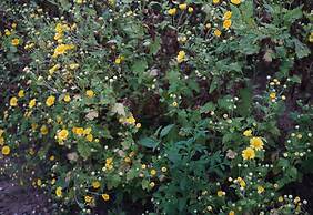 Villa De View Chiang Dao