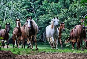 Martz Farm Treehouses & Cabanas
