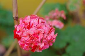 The London Agent The Strand