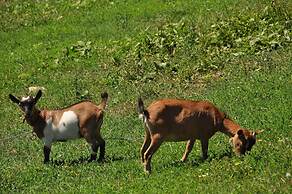 Agriturismo Yes Boss