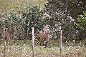 Agriturismo Yes Boss