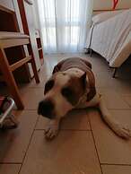 Kristalex Pet Family Hotel