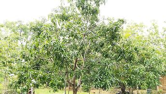 Araliya Self Cooking Resort Dambulla