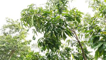 Araliya Self Cooking Resort Dambulla