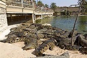 Hôtel Les Palmes d'Or