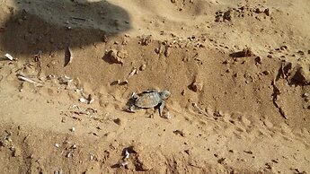 Alekos Beach Houses - Alekos Beach Complex