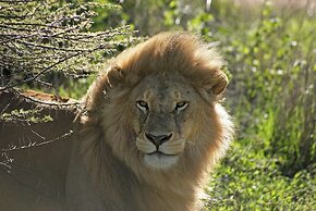 Gnu Mara River Camp