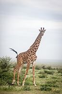 Gnu Ndutu Camp