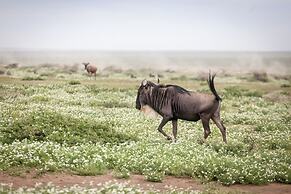 Gnu Ndutu Camp