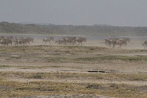 Gnu Ndutu Camp