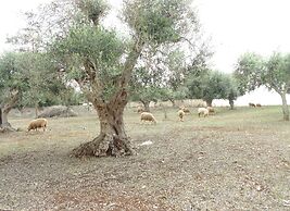 Welcome to Alberobello