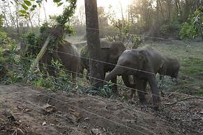 Tigertops Elephant Camp