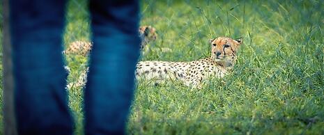 Acacia Premier Hotel