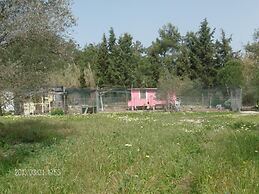 The Olive Yard House