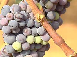 Casa Rural Villa Liquidambar