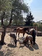 Casale Torre San Magno