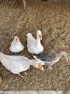 Casale Torre San Magno