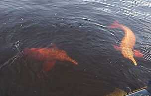 Amazônia ParkSuítes