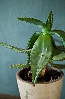 Ambers & Grace Guest Farm