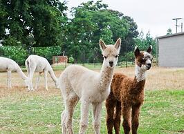 Ambers & Grace Guest Farm