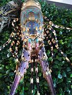 Mango's Beachfront Resort