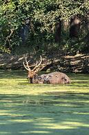 Tiger Tops Tharu Lodge