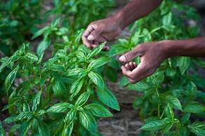 Tigertops Karnali Lodge